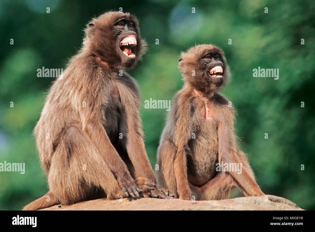 Gelada Baboons, female with young / (Theropithecus gelada) | Dscheladas, Weibchen mit Jungtier / (Theropithecus gelada) Stock Photo