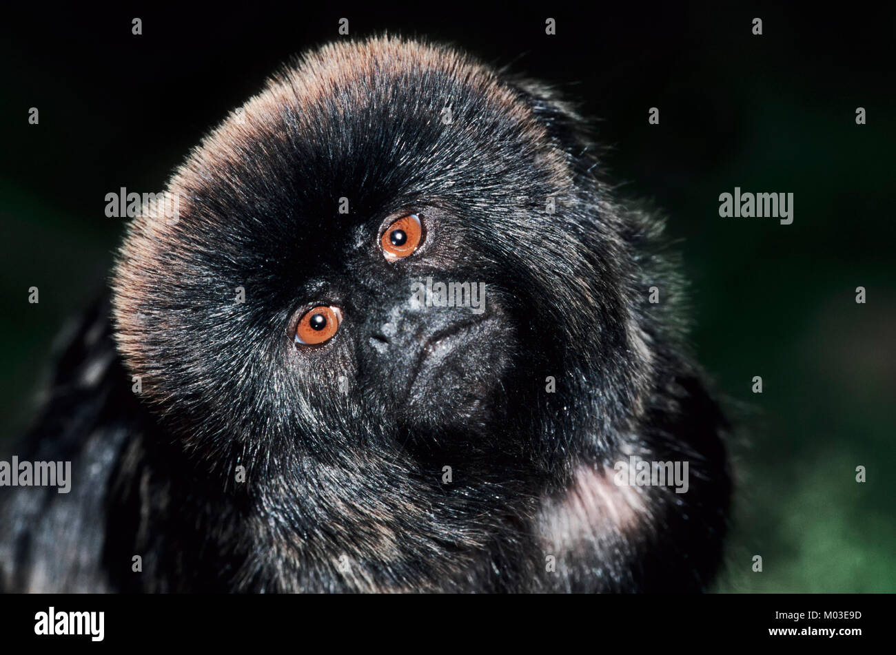 Goeldi's Monkey / (Callimico goeldii) | Springtamarin / (Callimico goeldii) Stock Photo