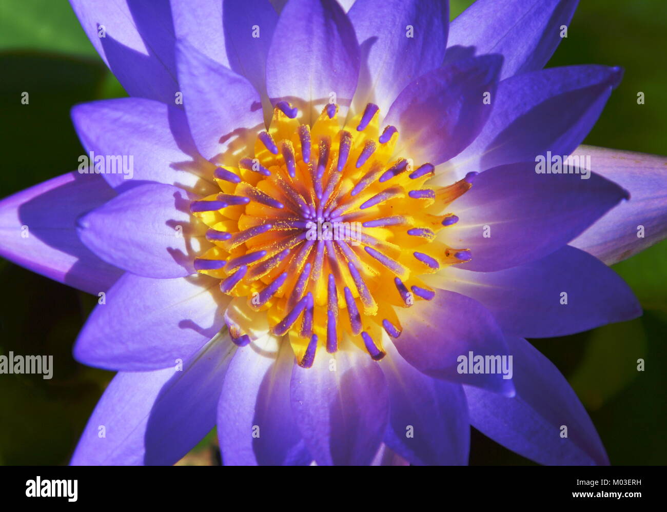 purple lotus lily flower blooming on water in garden Stock Photo - Alamy