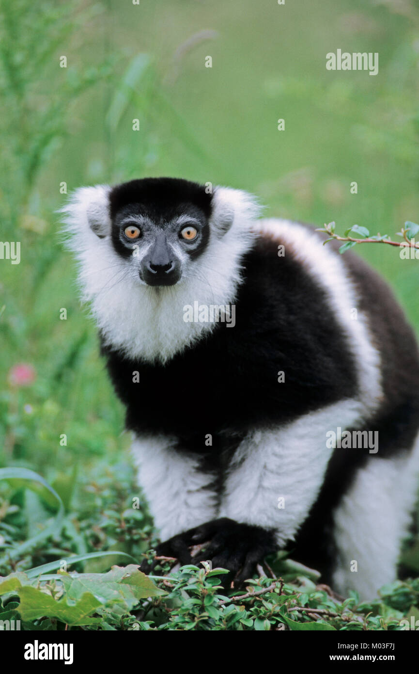 Black-and-white Ruffed Lemur / (Varecia variegata variegata) | Schwarz-weisser Vari / (Varecia variegata variegata) Stock Photo