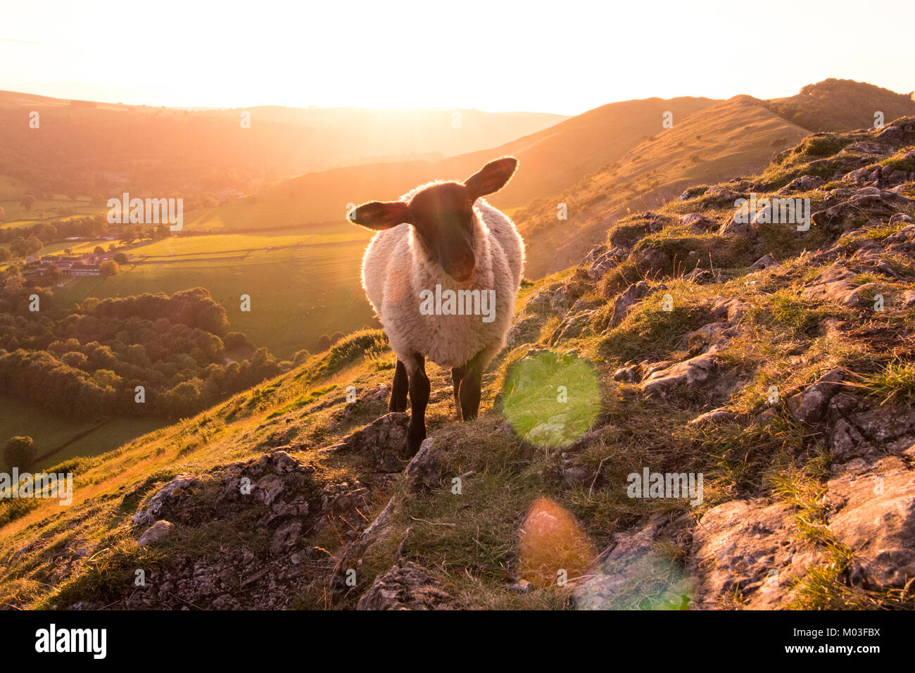 Inquisitive Sheep at Thorpe Cloud - Peak District Stock Photo