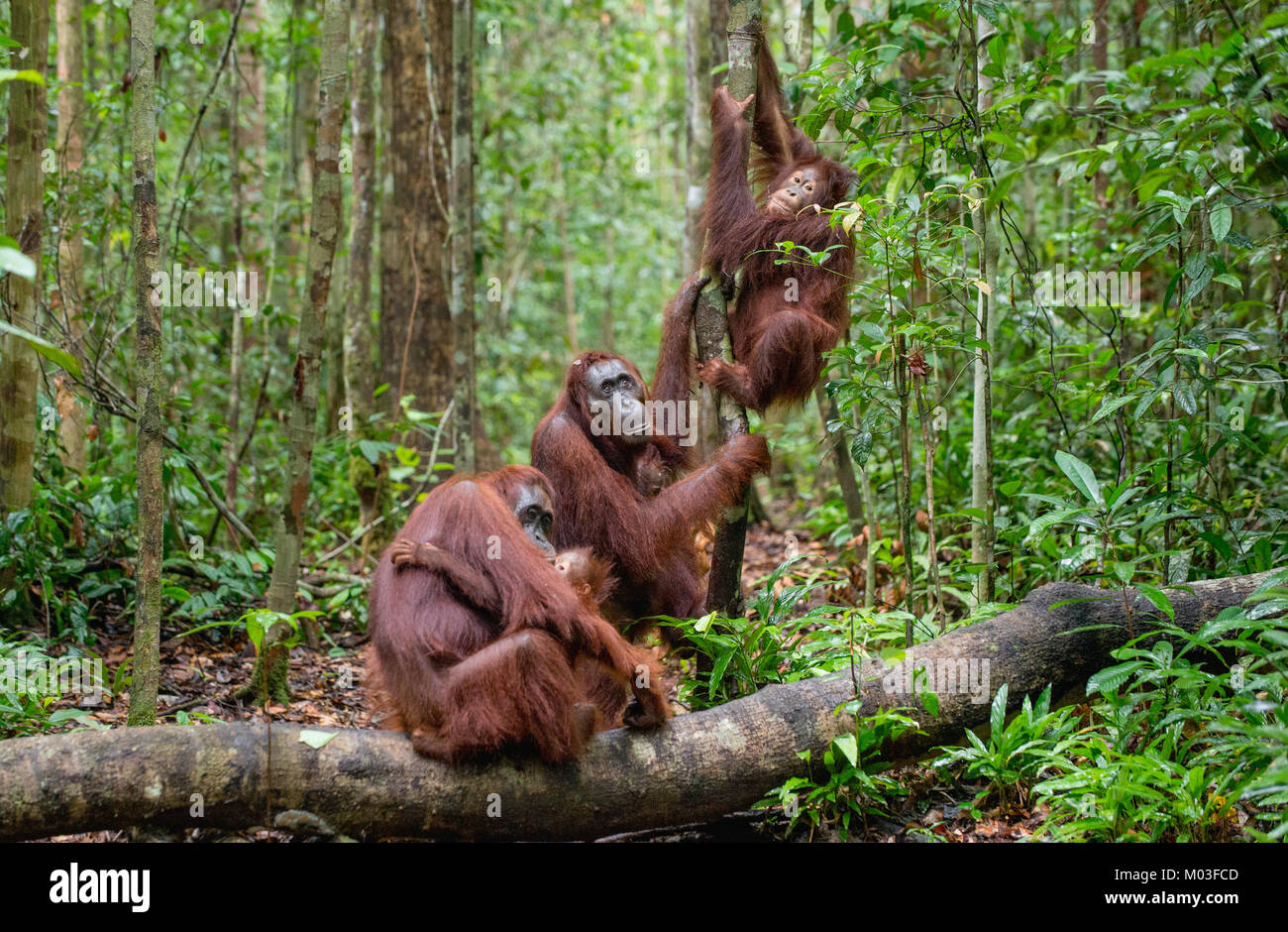 Orangutans in a natural habitat. Bornean orangutan (Pongo pygmaeus wurmbii) in the wild nature