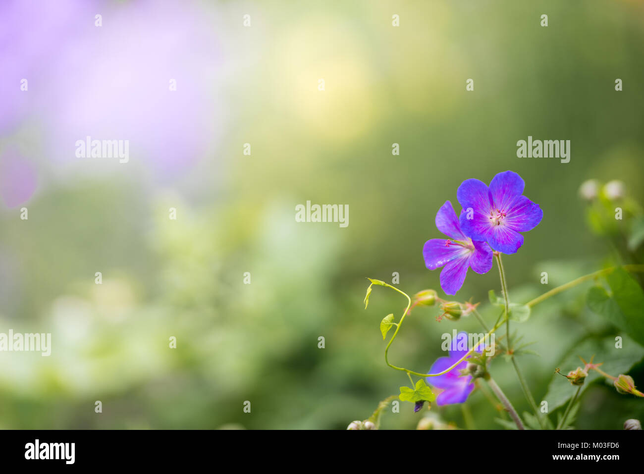 Purple flowers only hi-res stock photography and images - Alamy
