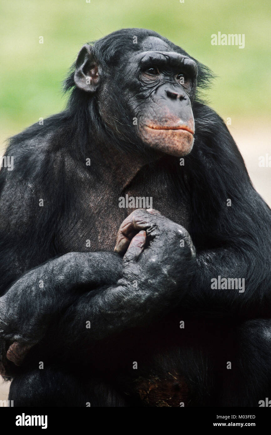 Bonobo / (Pan paniscus)  | Zwergschimpanse / (Pan paniscus) Stock Photo