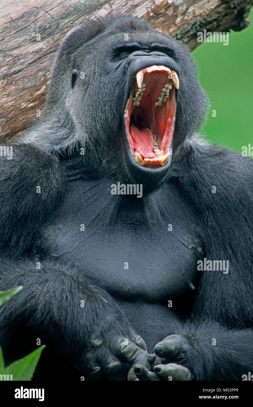 Western Lowland Gorilla, silverback yawning / (Gorilla gorilla gorilla) |  Westlicher Flachlandgorilla, Silberruecken Stock Photo - Alamy