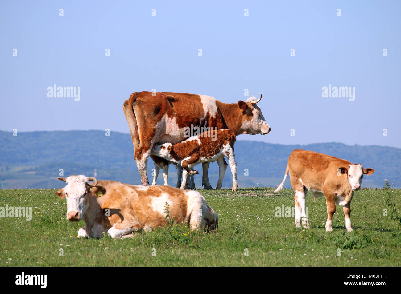 calf suckling milk on field Stock Photo - Alamy