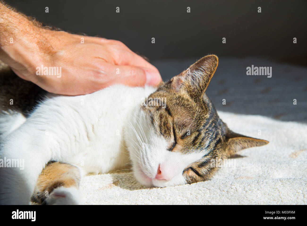 Man's hand stroking a sleepy tabby and white cat. Close view. Stock Photo