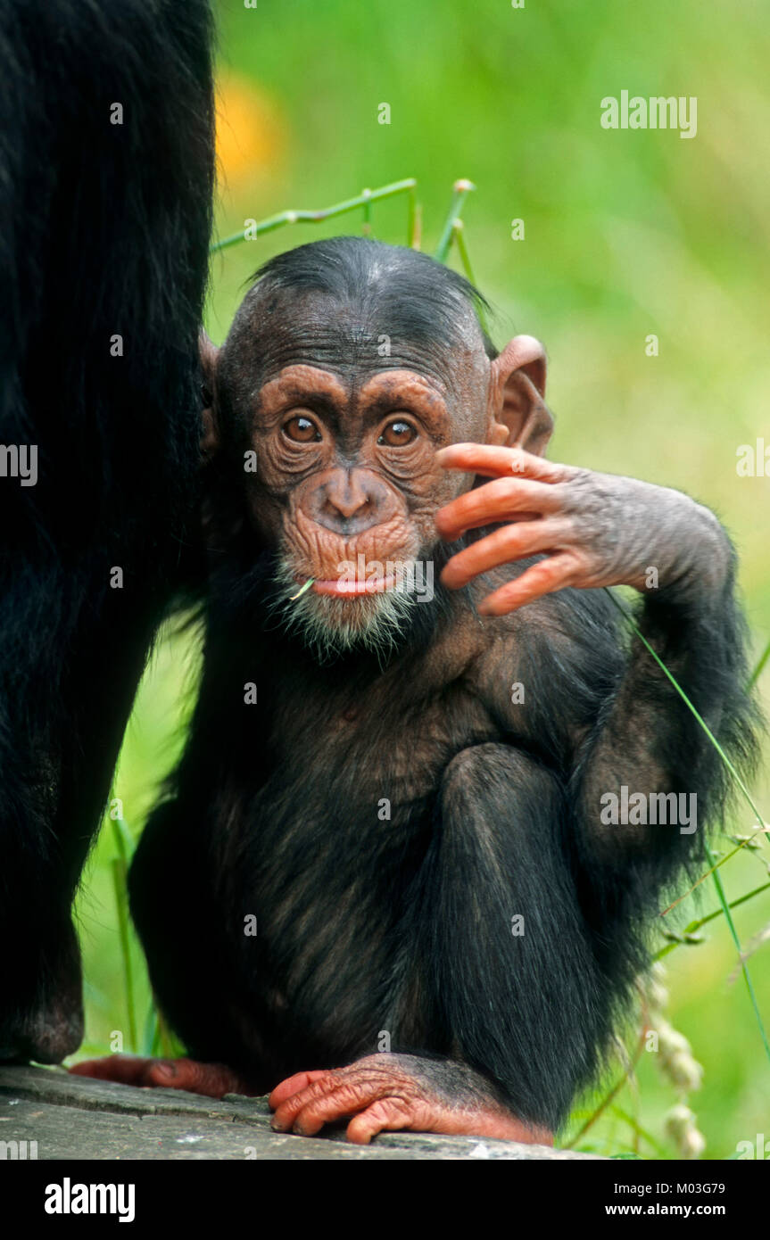 Young Chimpanzee / (Pan troglodytes)  | Schimpanse, Jungtier / (Pan troglodytes) Stock Photo