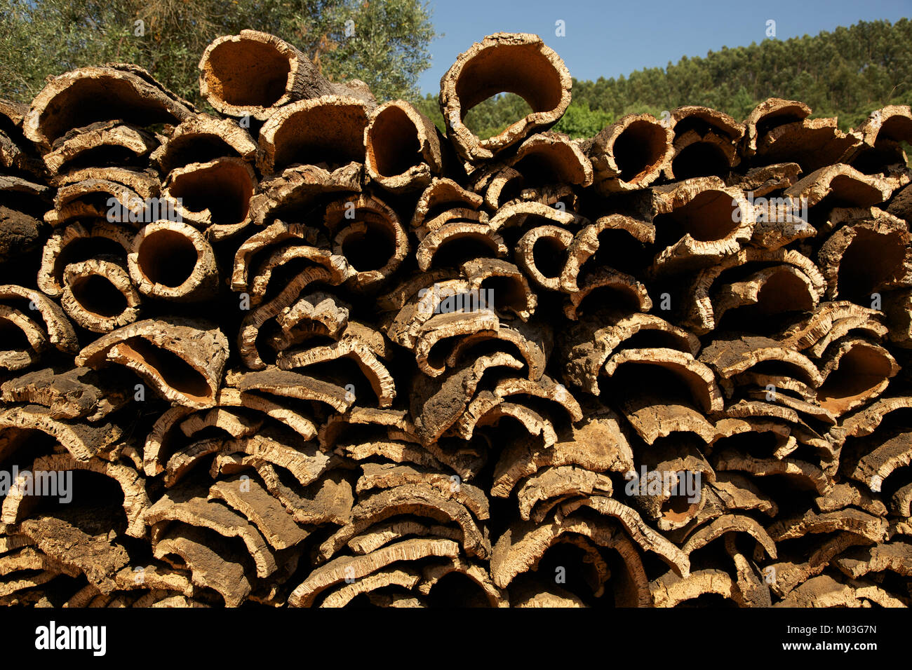 Natural Cork Bark harvested from cork oak trees, Algarve, Portugal