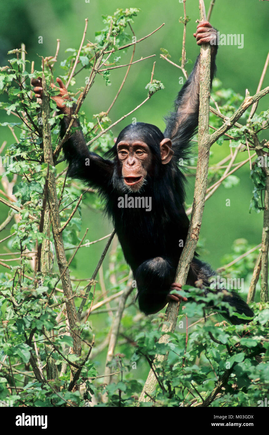 Young Chimpanzee / (Pan troglodytes)  | Schimpanse, Jungtier / (Pan troglodytes) Stock Photo