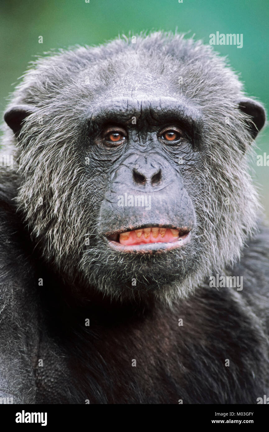 Chimpanzee, male / (Pan troglodytes) | Schimpanse, maennlich / (Pan troglodytes) Stock Photo