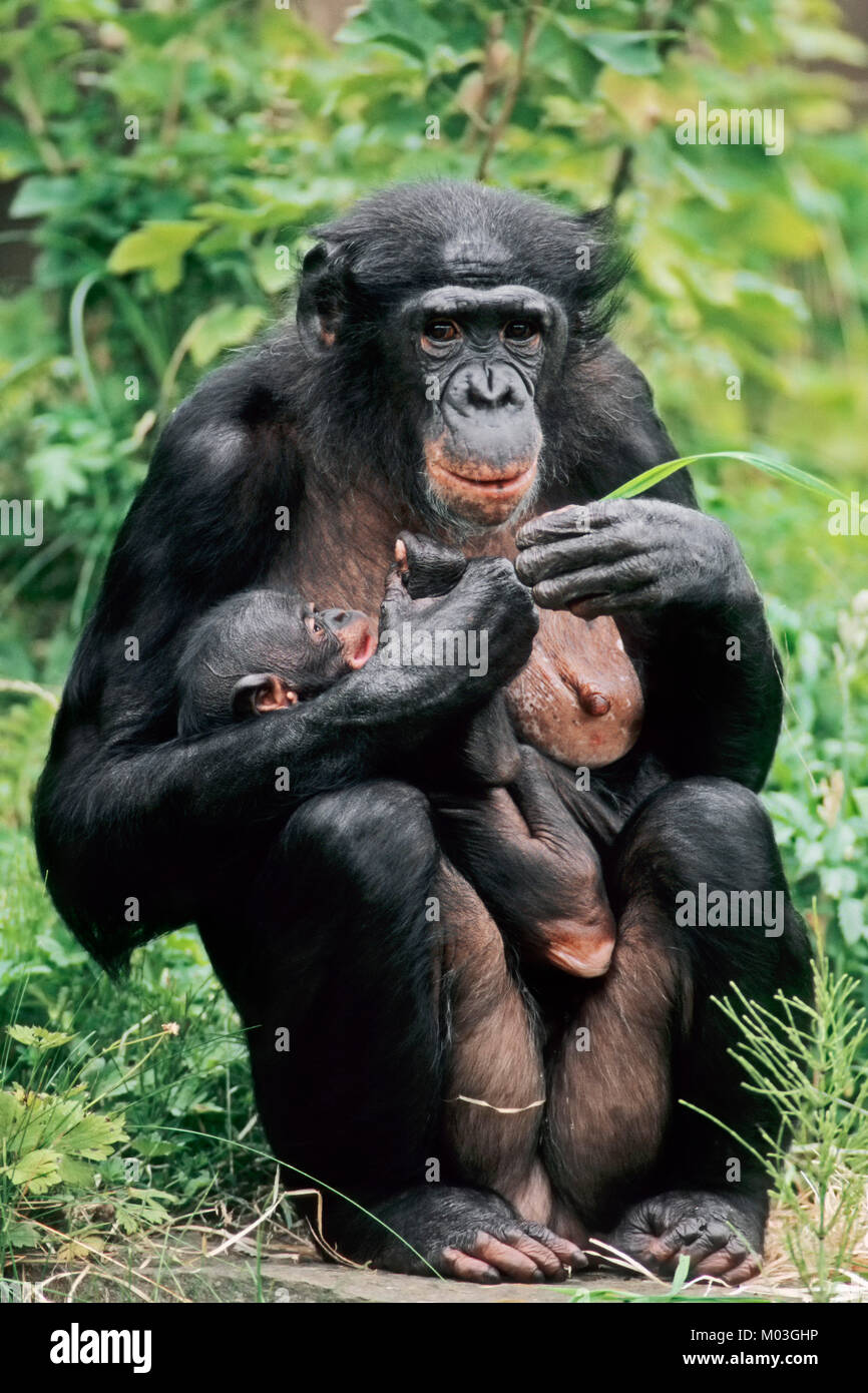 Bonobo, female with young / (Pan paniscus)  | Zwergschimpanse, Weibchen mit Jungtier / (Pan paniscus) Stock Photo