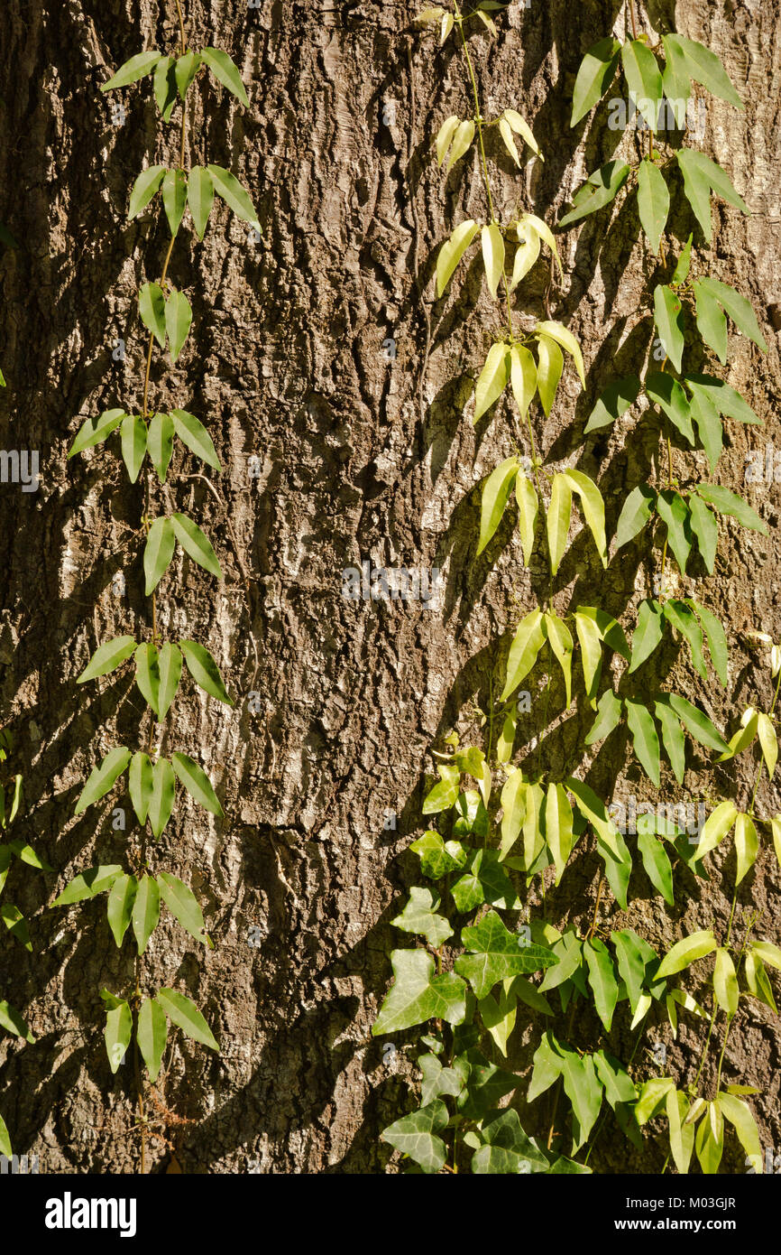 Texture of ivy vines hires stock photography and images Alamy