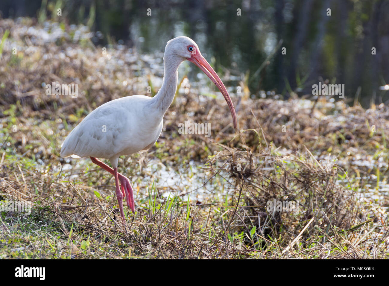 White ibis in national park Stock Photo