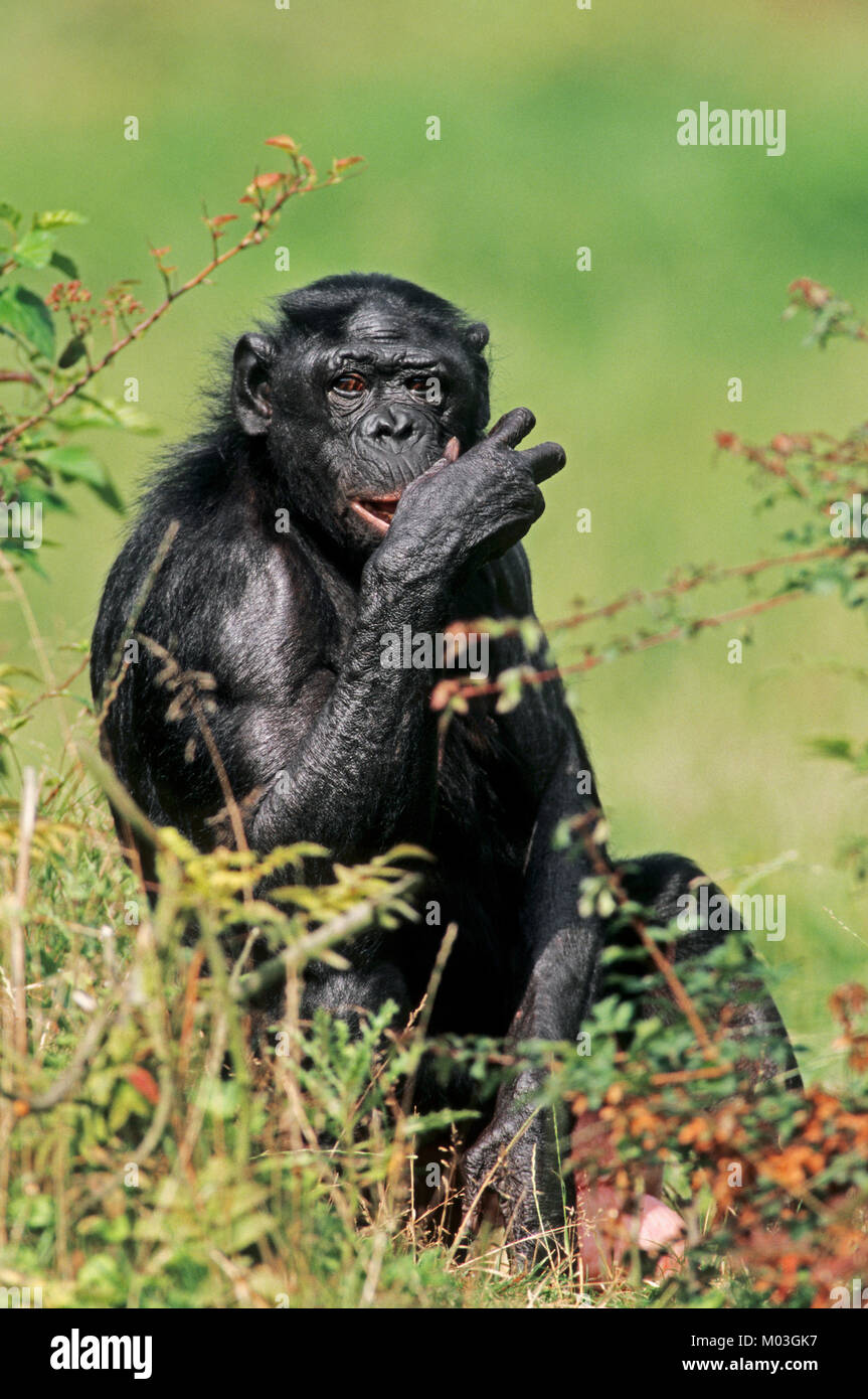 Bonobo / (Pan paniscus) | Zwergschimpanse / (Pan paniscus) Stock Photo