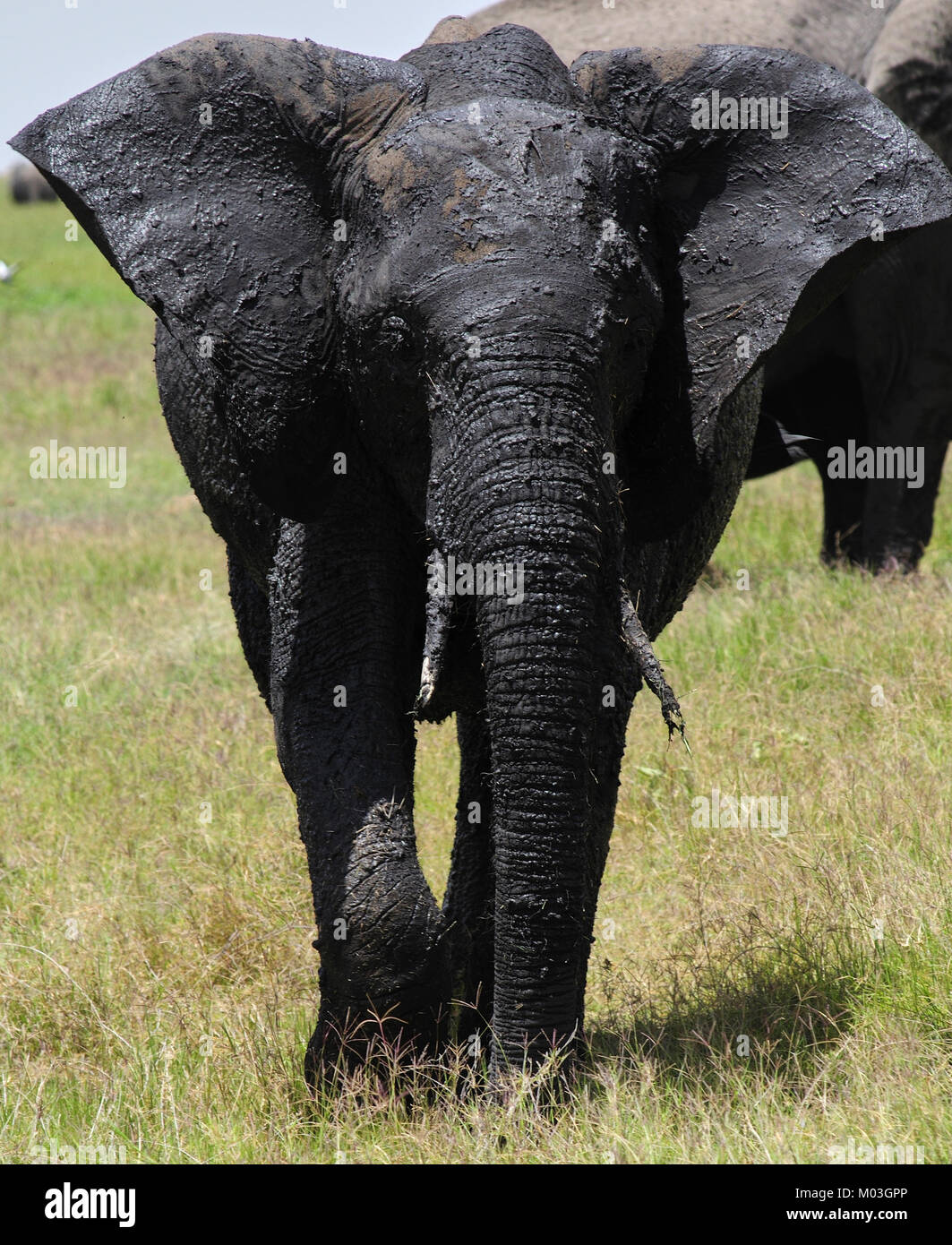 Young african elephant covered in black mud. Amboseli. Kenya Stock Photo Alamy