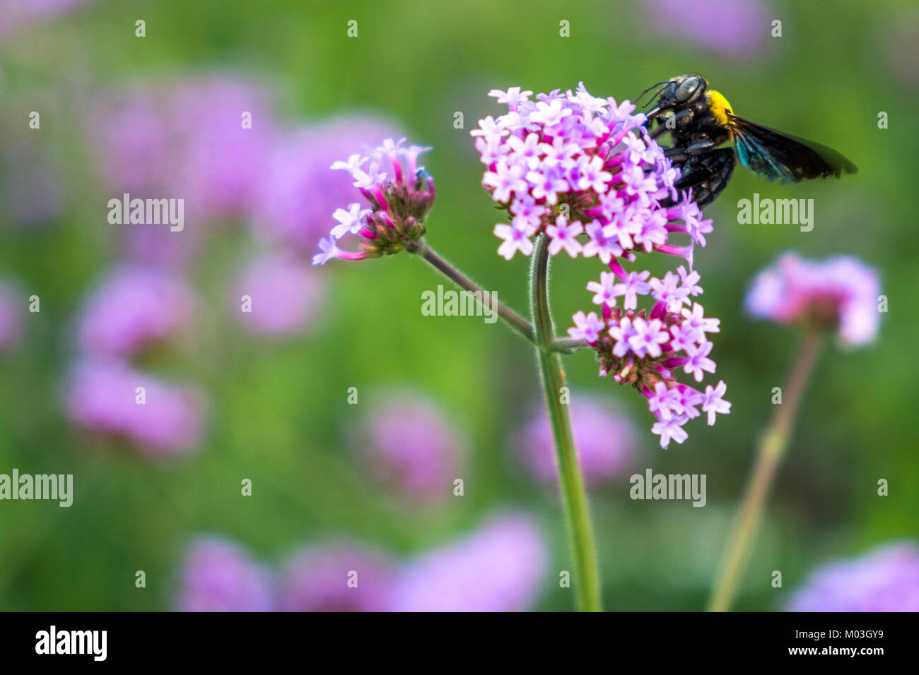 Purple Verbena tiny flowers with bumble bee in morning sun Stock Photo