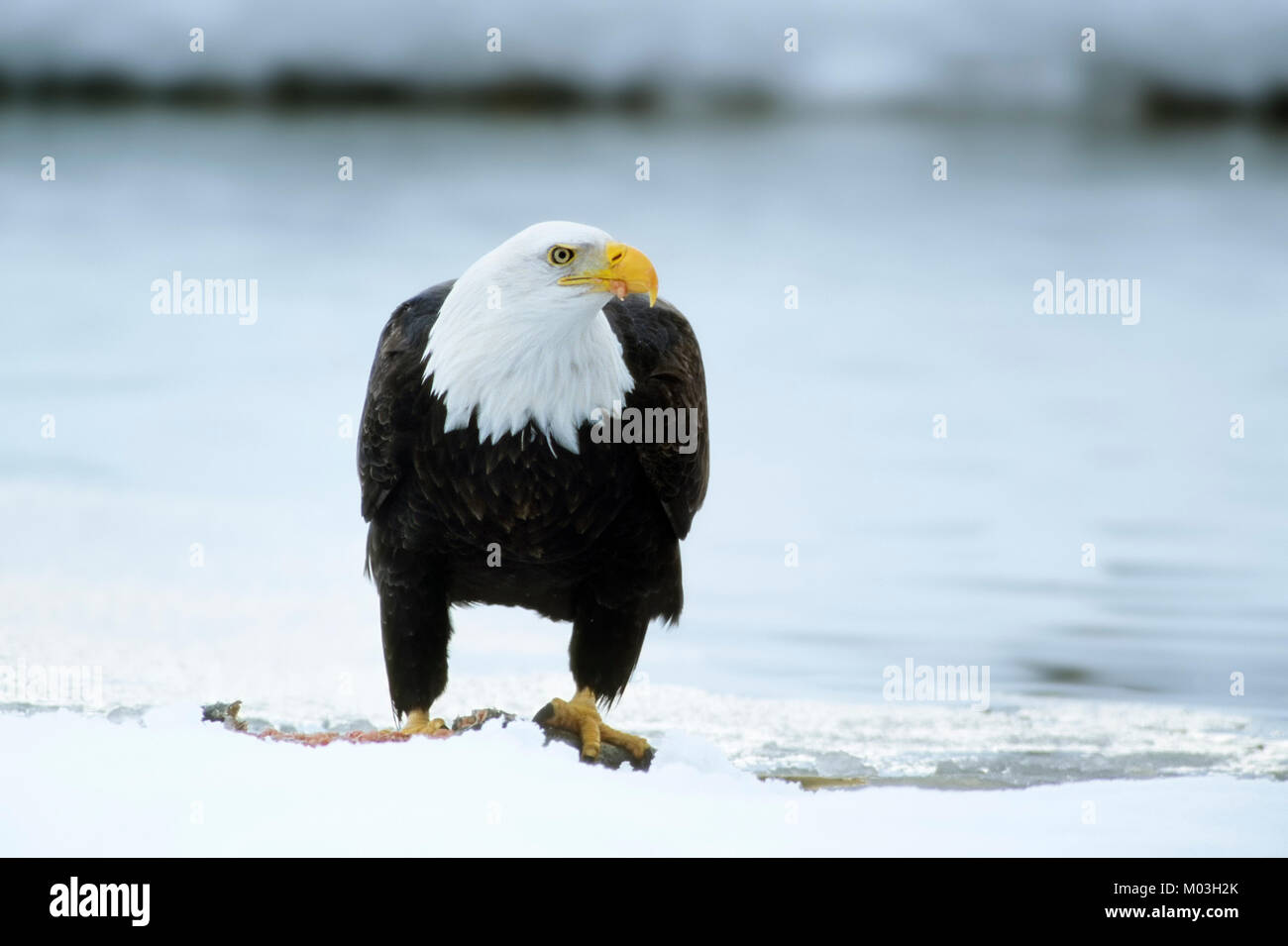 Bald Eagle with Salmon in winter, Alaska Chilkat Bald Eagle Preserve, Chilkat River, Alaska, USA / (Haliaeetus leucocephalus) Stock Photo