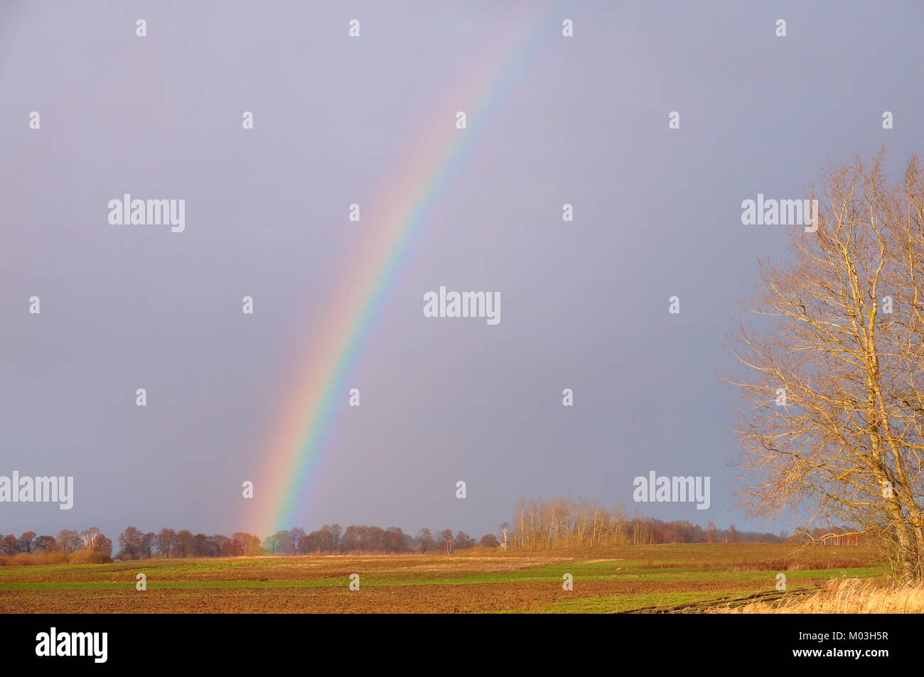 rainbow in a field, the atmosphere is rainbow after the rain Stock ...