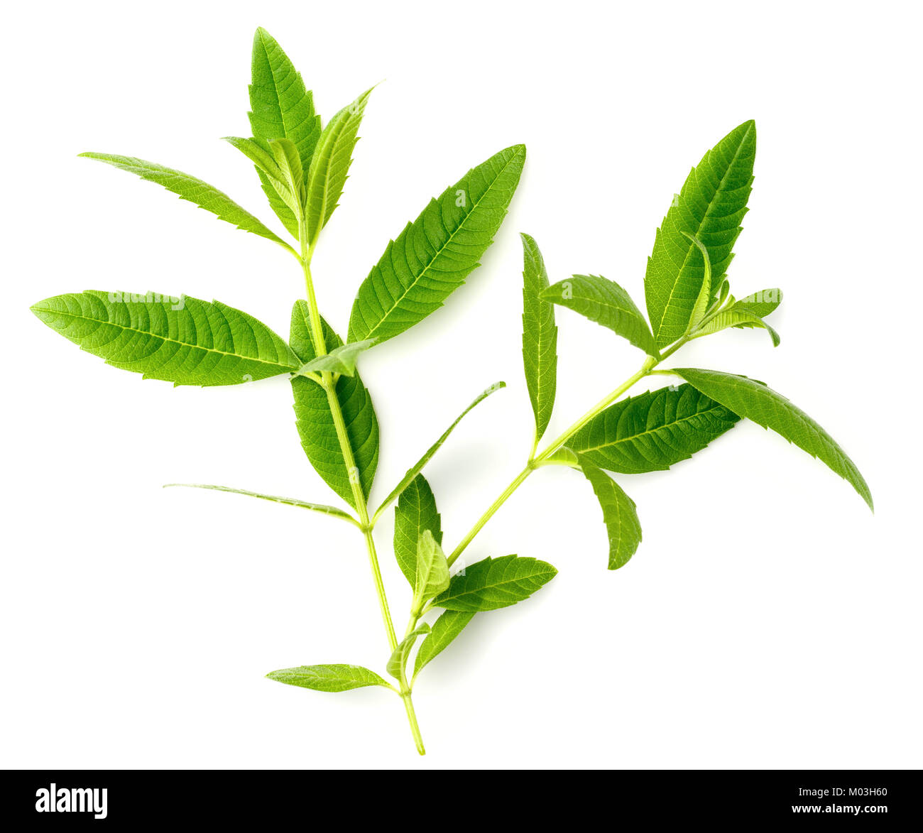 fresh lemon verbena leaves isolated on white Stock Photo Alamy