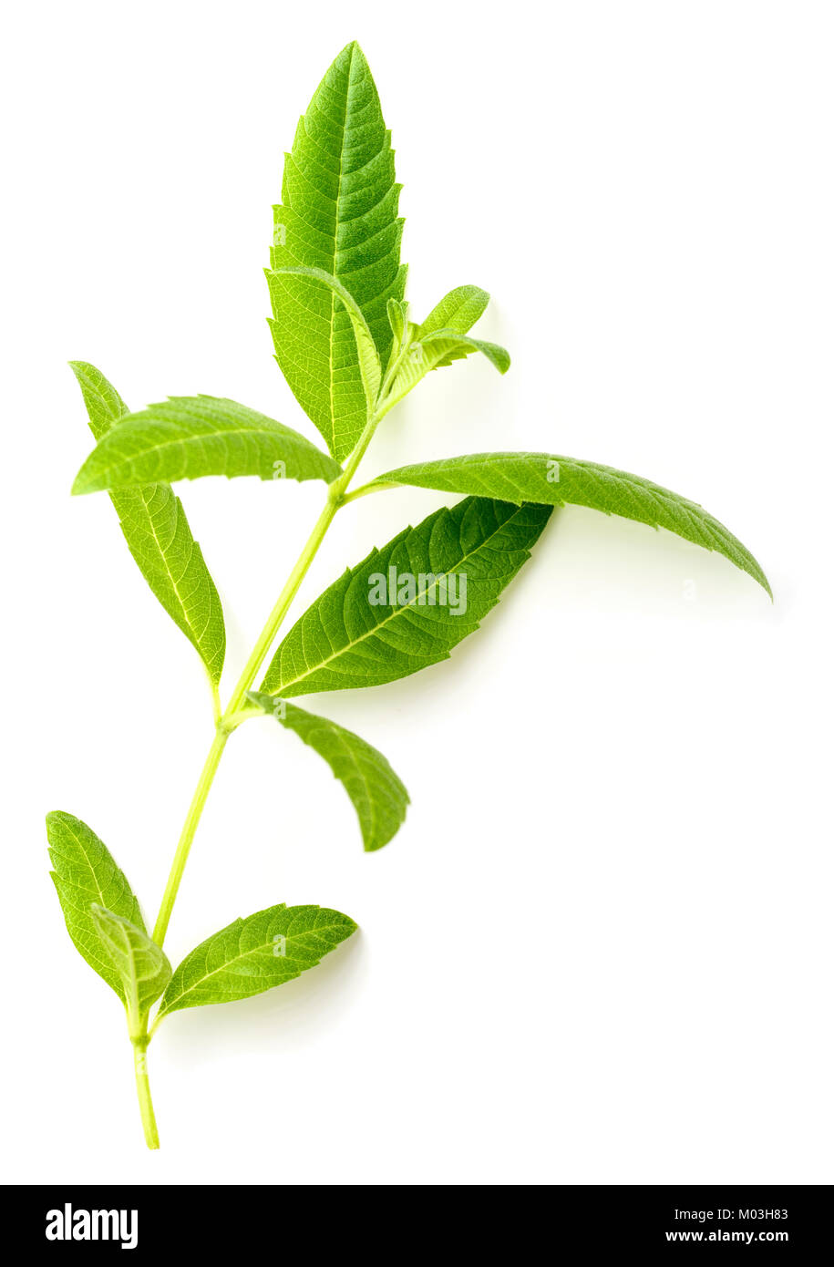 fresh lemon verbena leaves isolated on white Stock Photo Alamy