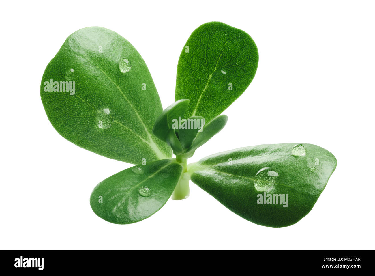 Common purslane (Portulaca oleracea) leaves. Clipping path Stock Photo