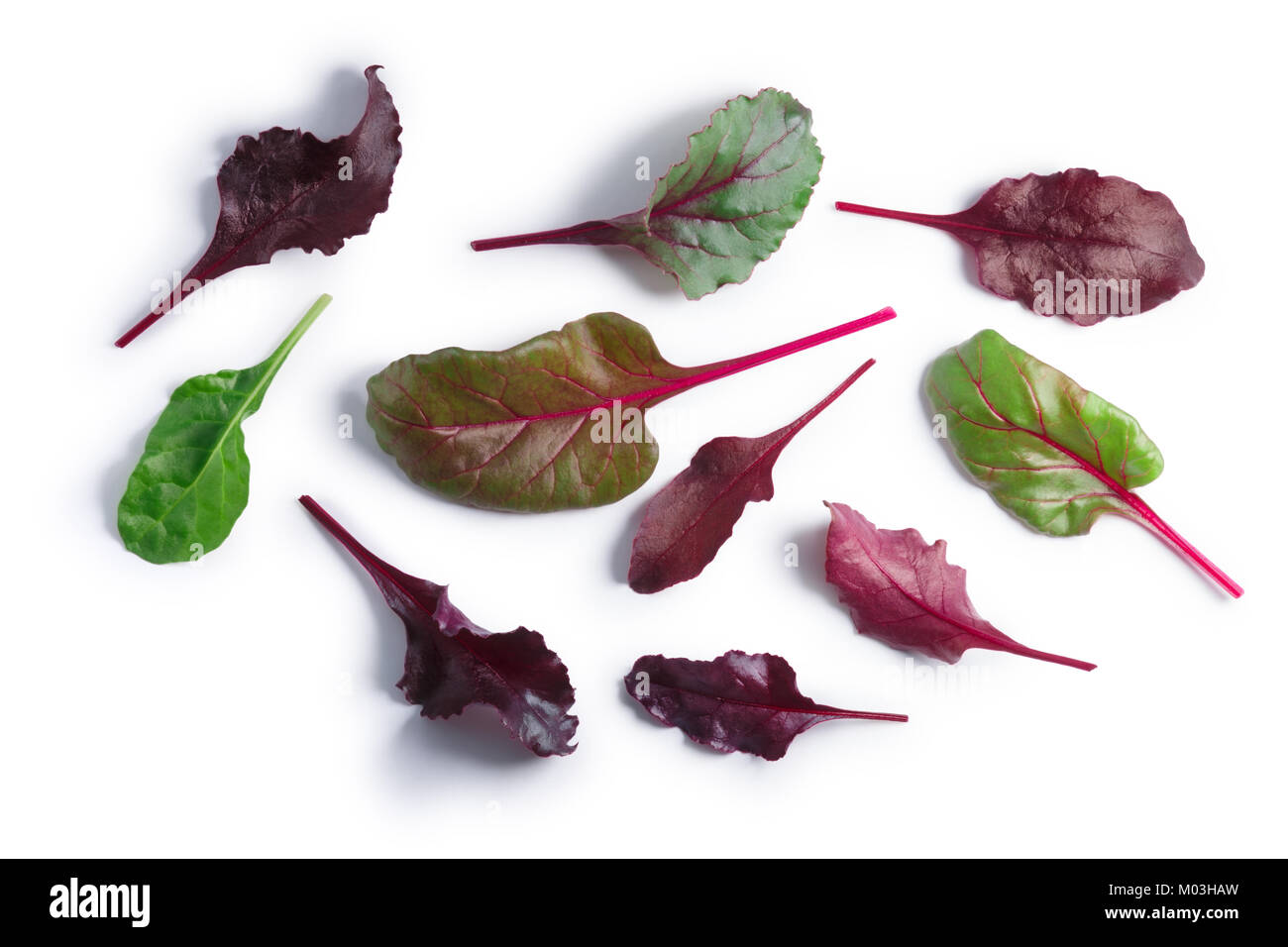 Leaves of baby Swiss chard or Mangold (Beta vulgaris subsp. Cicla-Group). Clipping paths, shadows separated, top view Stock Photo