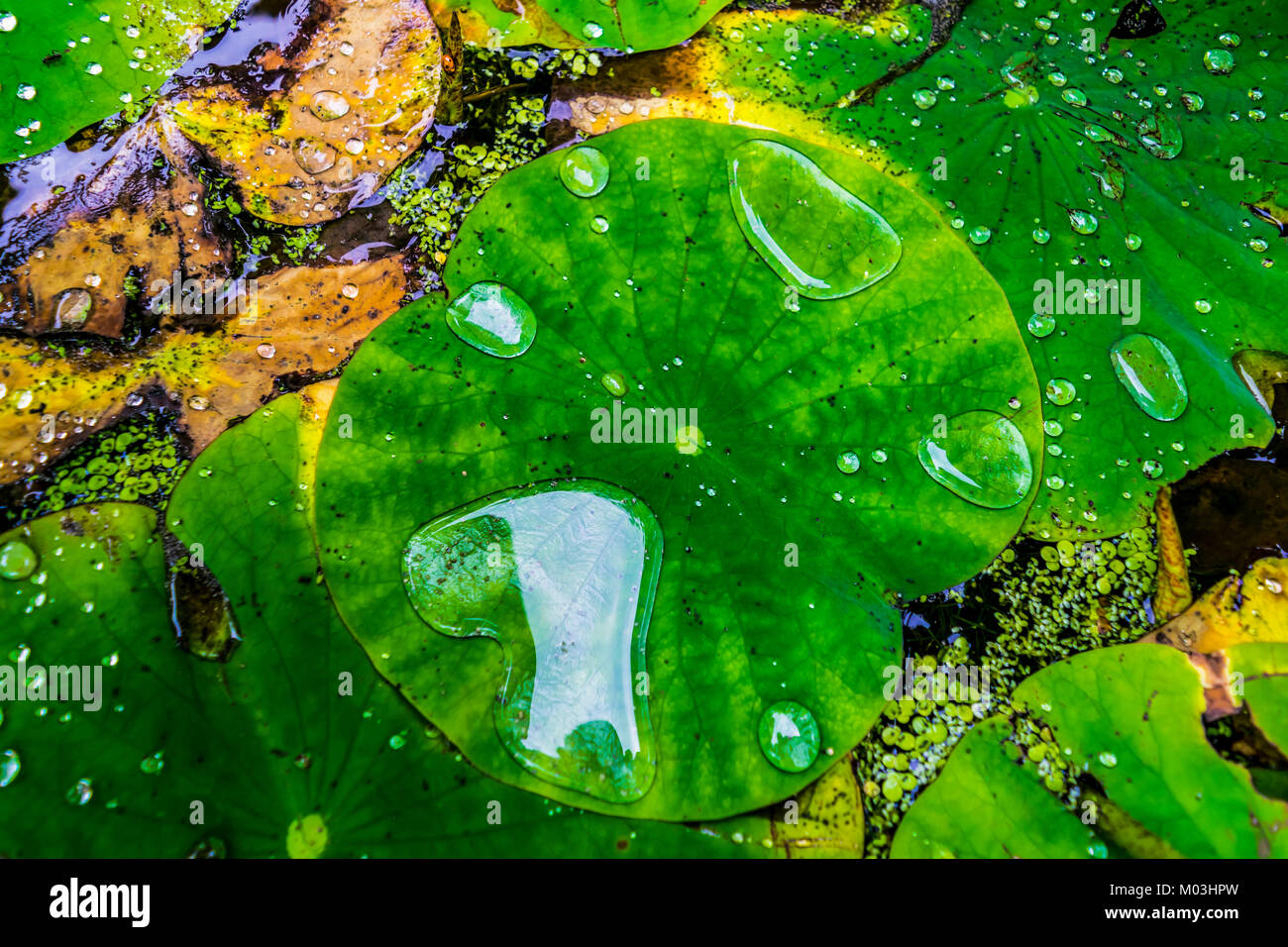 Water lily leaves with water drops, closeup. Green waxy leaves floating on water, after rain. Stock Photo