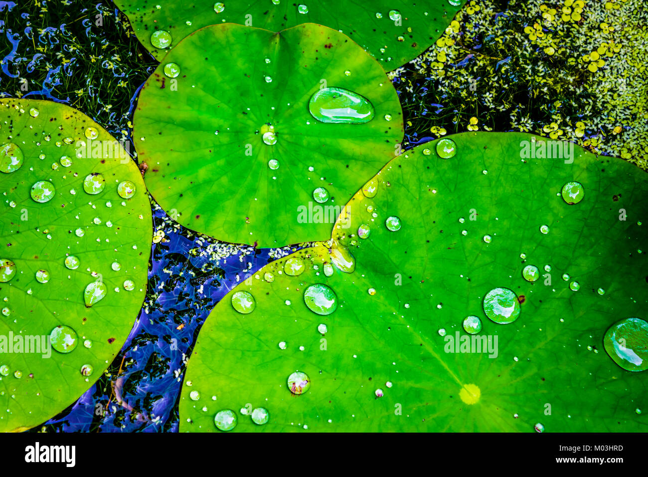 Water lily leaves with water drops, closeup. Green waxy leaves floating on water, after rain. Stock Photo