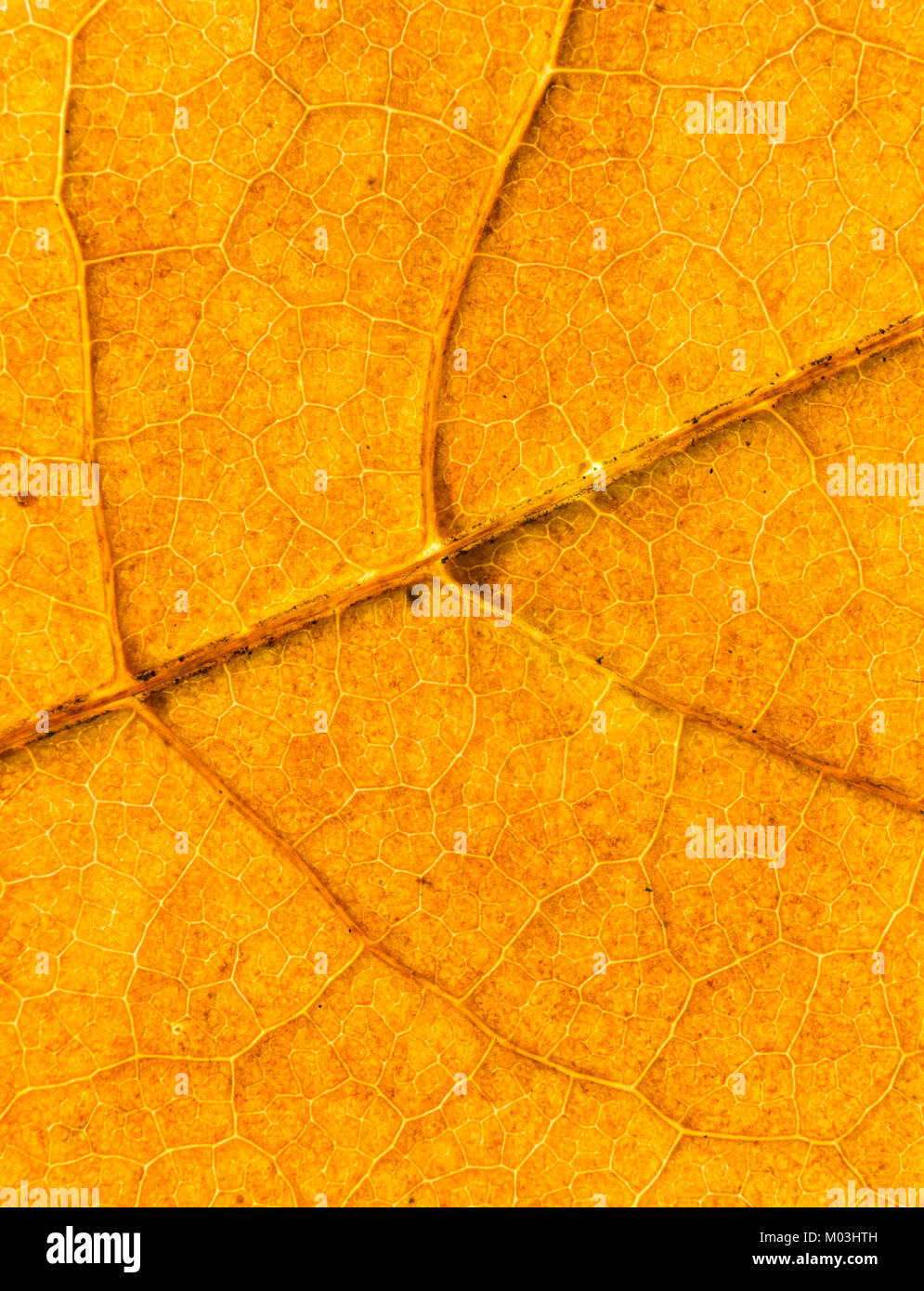 Close up detail of yellow leaf showing vein structure hi-res stock ...