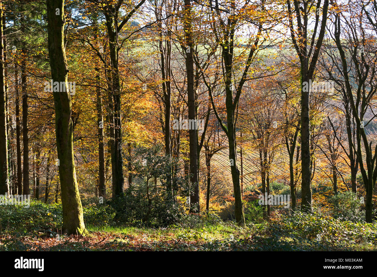 deciduous woodland, idless woods near truro, cornwall, england, britain, uk. Stock Photo