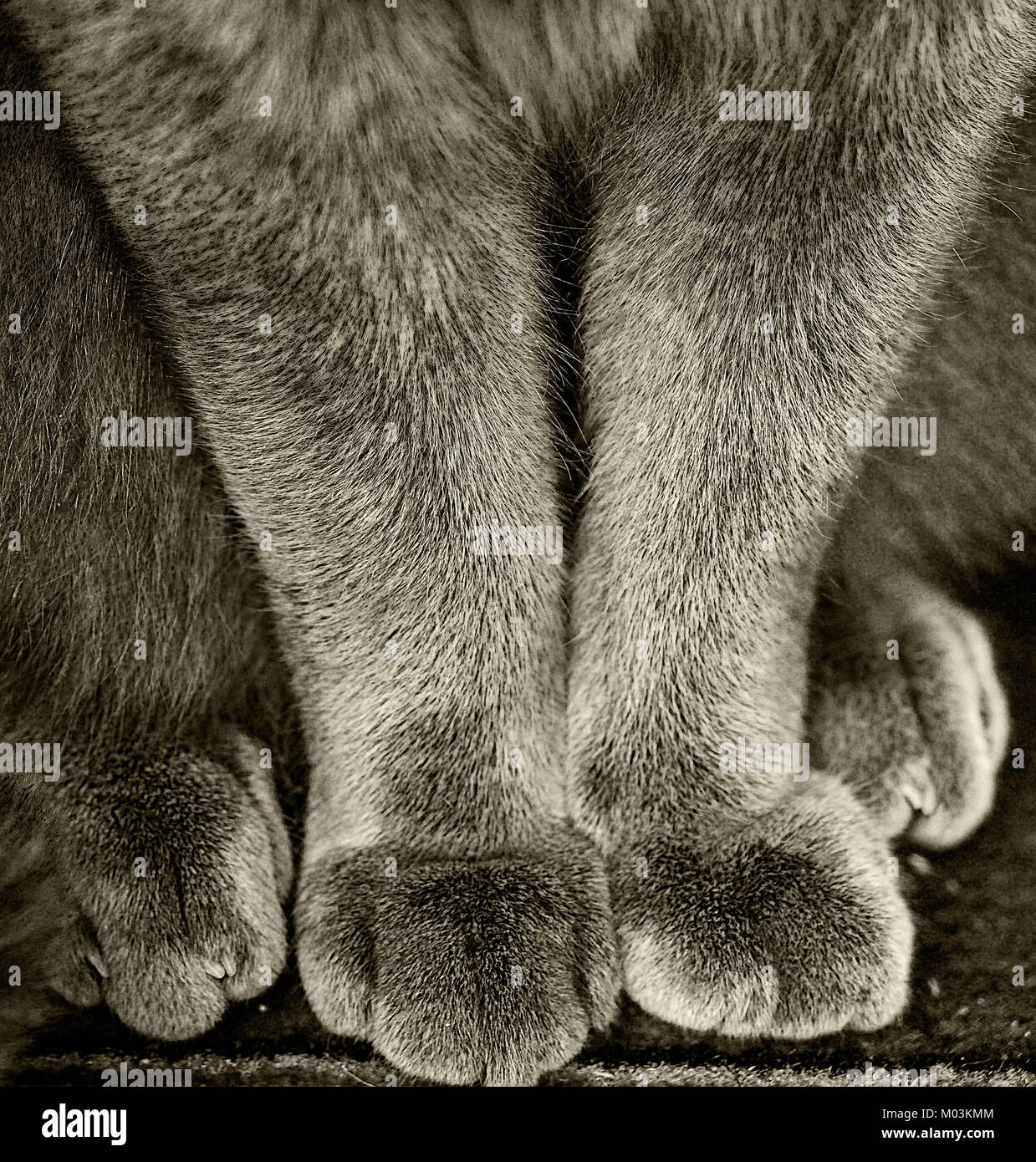 A black and white photograph of the bottom half of a British Blue cat in a sitting position showing a close up of it’s two front legs and all four paw Stock Photo