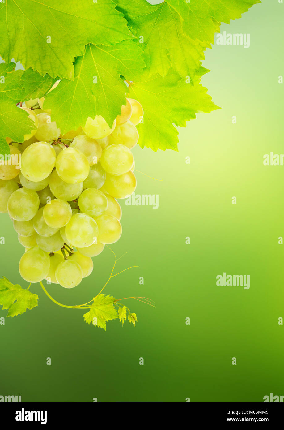 Grapes and grape leaves on the vine hi-res stock photography and images ...