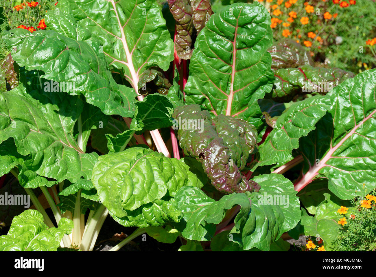 Sugar beets with fresh leaves in garden Stock Photo - Alamy