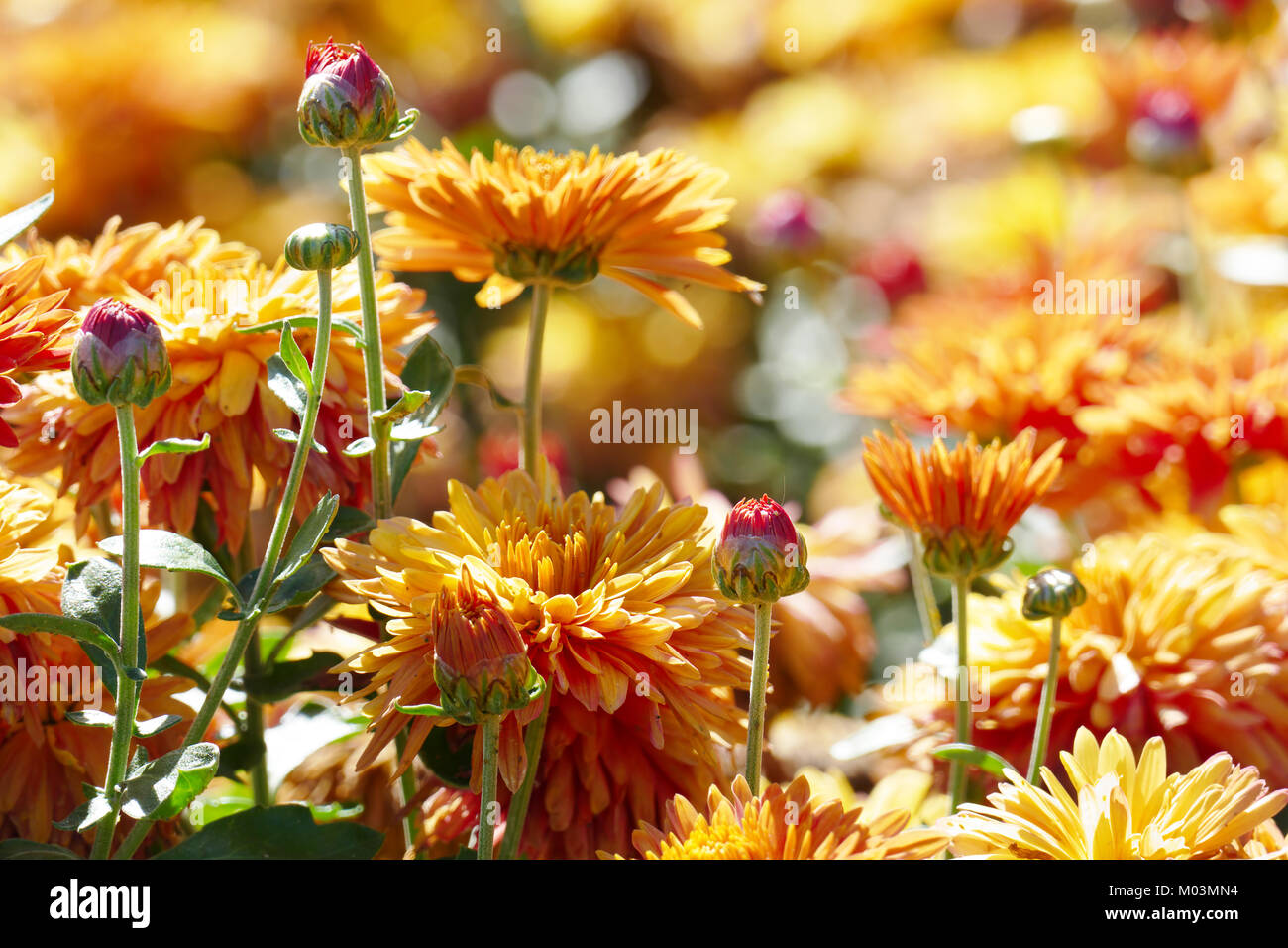 Chrysanthemums orange hires stock photography and images Alamy