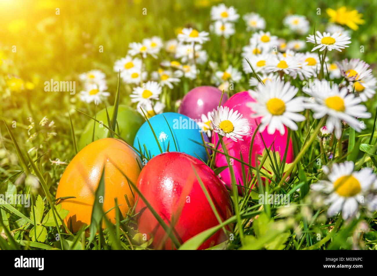 Beautiful view of colorful Easter eggs lying in the grass between daisies and dandelions in the sunshine Stock Photo