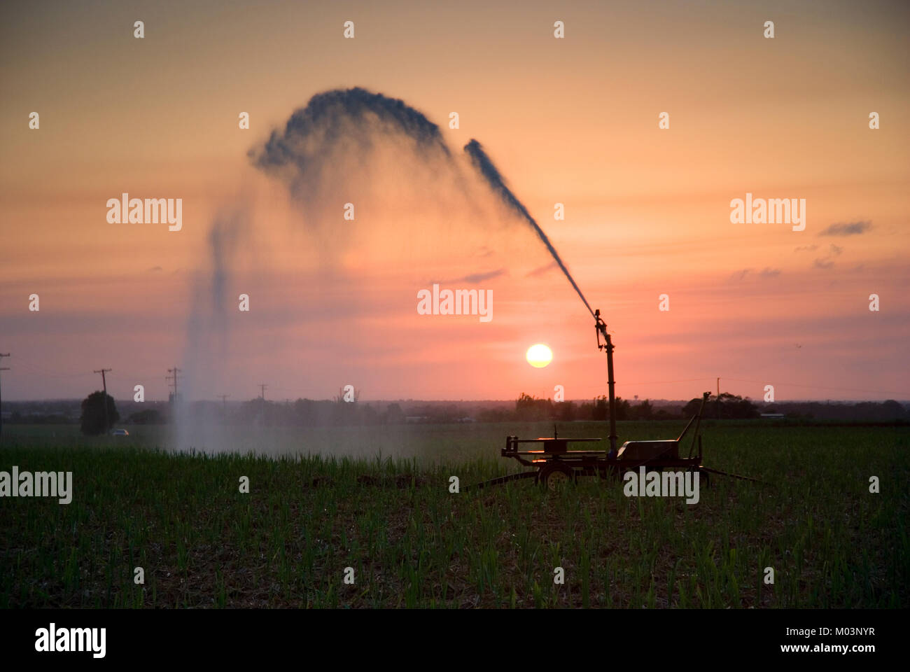 Irrigation of sugar cane at sunset, Bundaberg Queensland Australia