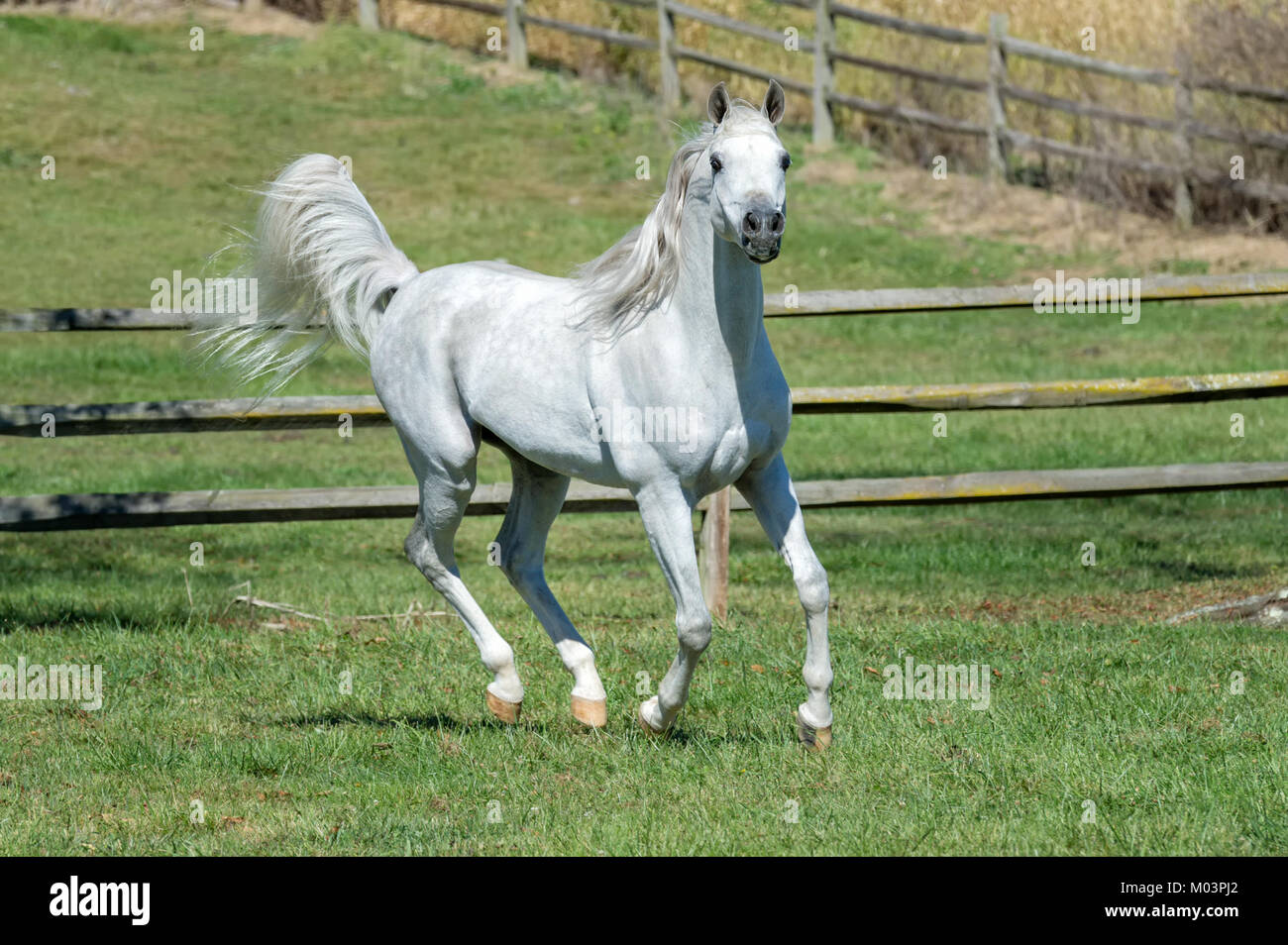 forgotten fields horse forgotten fields horse