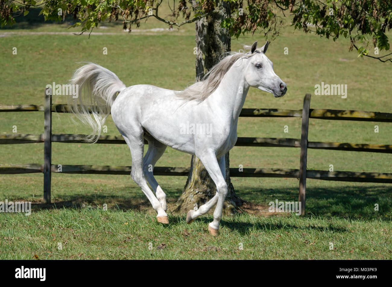 Dapple gray hi-res stock photography and images - Page 2 - Alamy