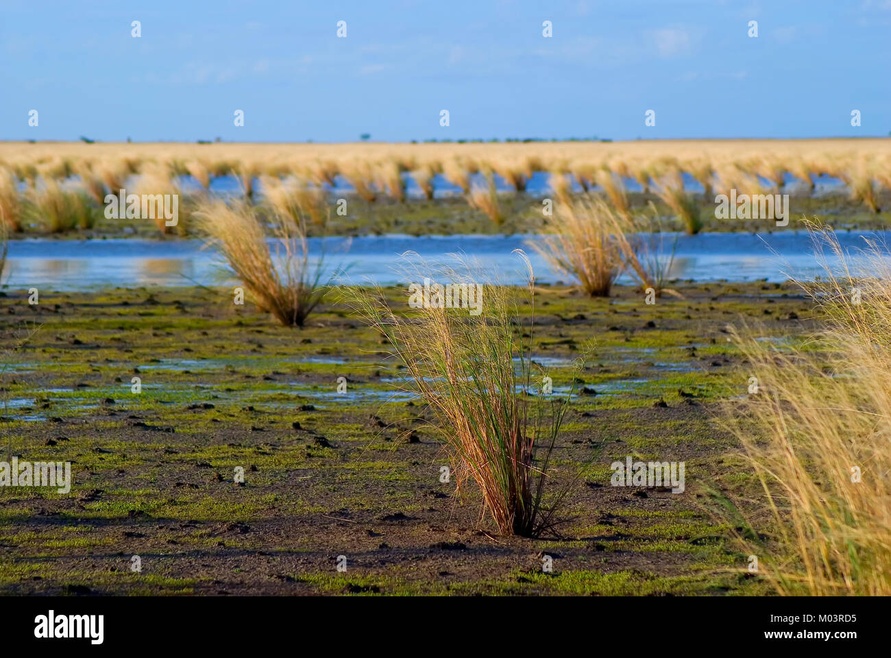 Flood plains in gulf country North Queensland Stock Photo