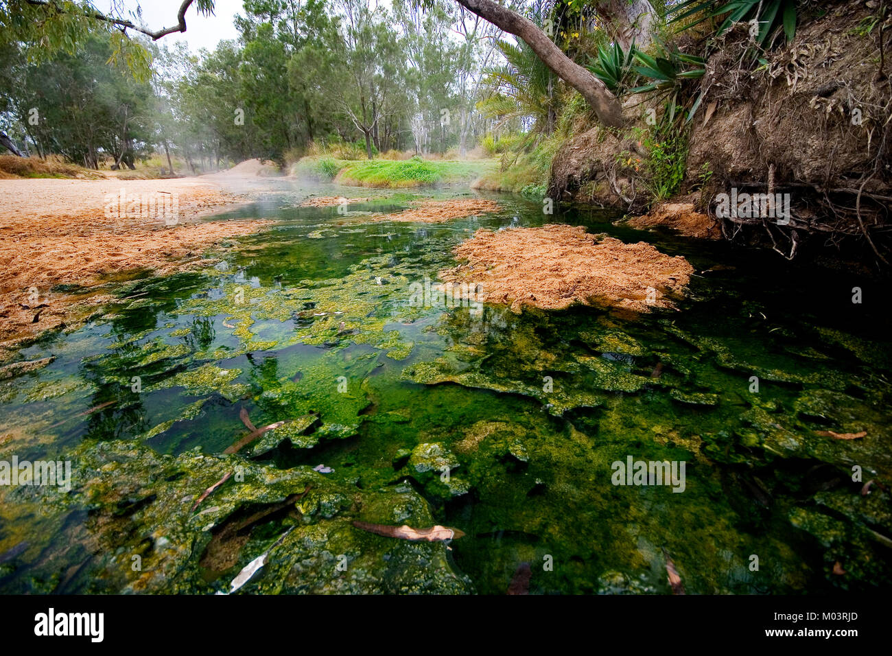 Australia, Queensland, Innot Hot Springs. Hot water provides ideals conditions for algae growth in Nettle Creek on the Savannah Way Stock Photo