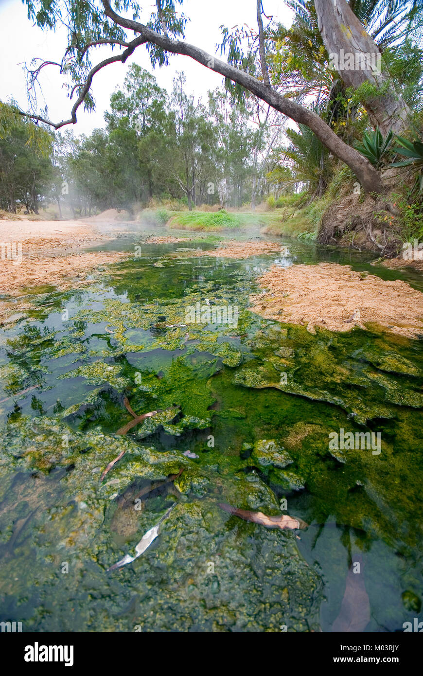 Australia, Queensland, Innot Hot Springs. Hot water provides ideals conditions for algae growth in Nettle Creek on the Savannah Way Stock Photo
