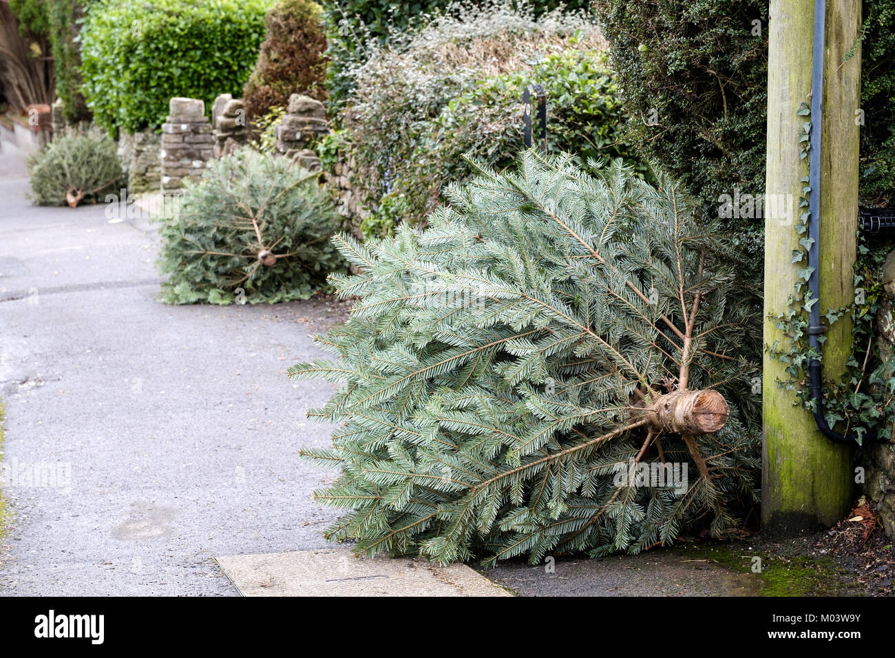 Bristol UK, Thurs 18th Jan 2018. Christmas is well and truly over as a row of household Christmas Trees line the road on the first, Local Authority, ‘Green' refuse collection day of the New Year. Credit: Stephen Hyde/Alamy Live News Stock Photo