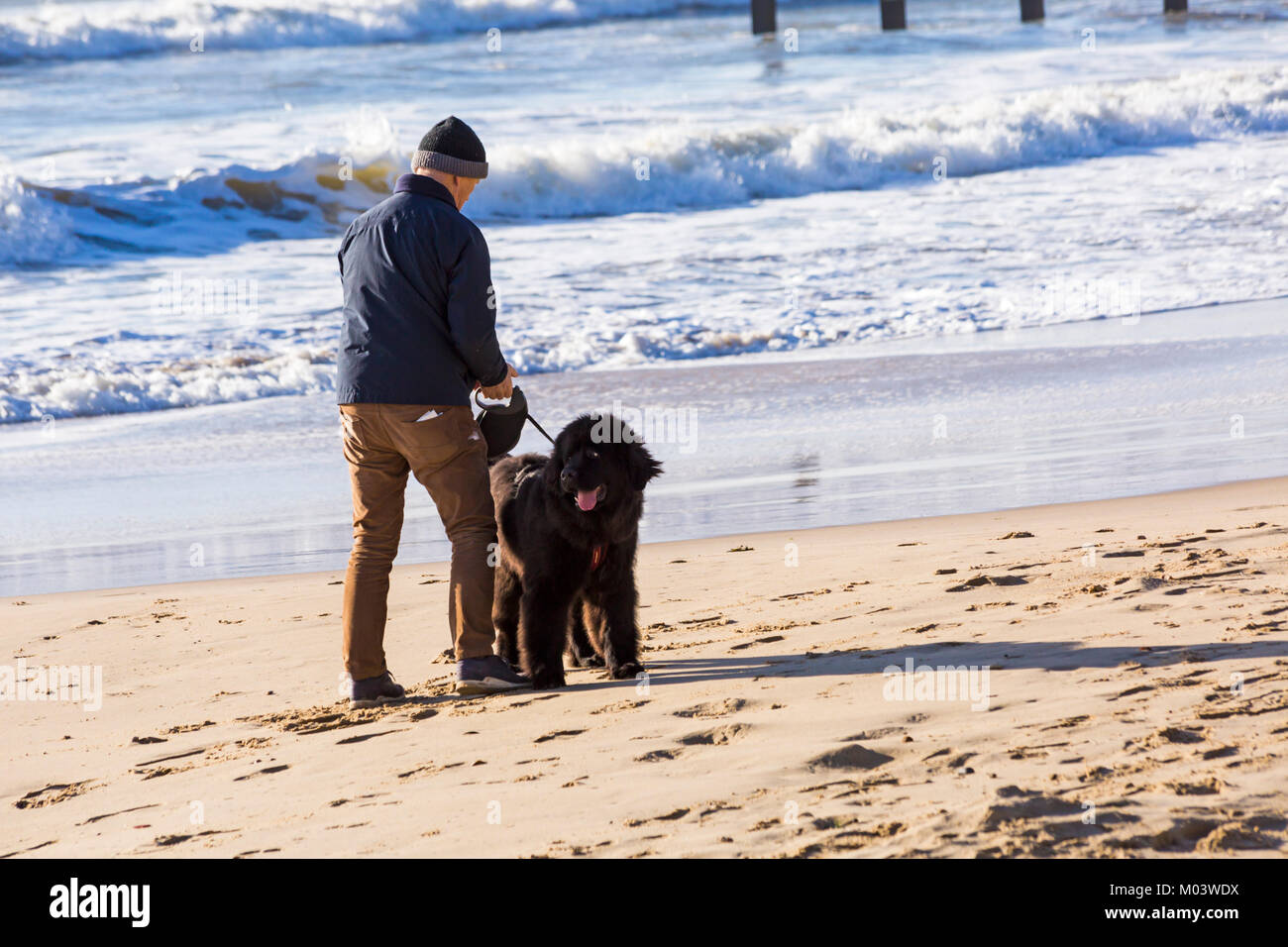 Bournemouth, Dorset, UK. 18th Jan, 2018. UK weather: after a very windy night a lovely sunny day at Bournemouth beach. Man with Newfoundland puppy at the seashore Credit: Carolyn Jenkins/Alamy Live News Stock Photo