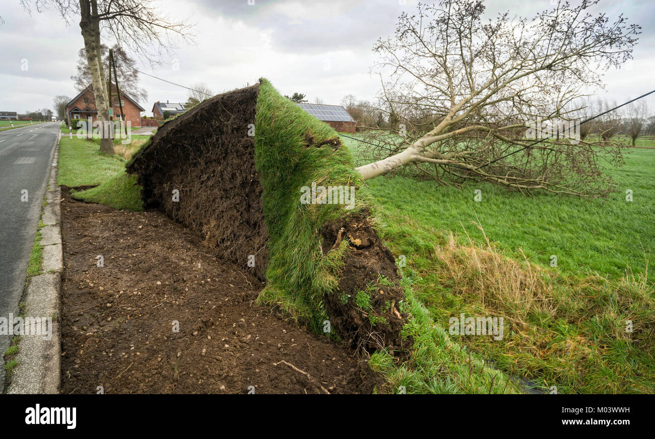 Alpen, Germany. 18th Jan, 2018. A tree was toppled over by heavy wind near Alpen, Germany, 18 January 2018. Germany prepares for the arrival of storm 'Friederike' as weather services issue warnings of gale-force winds. Credit: Arnulf Stoffel/dpa/Alamy Live News Stock Photo
