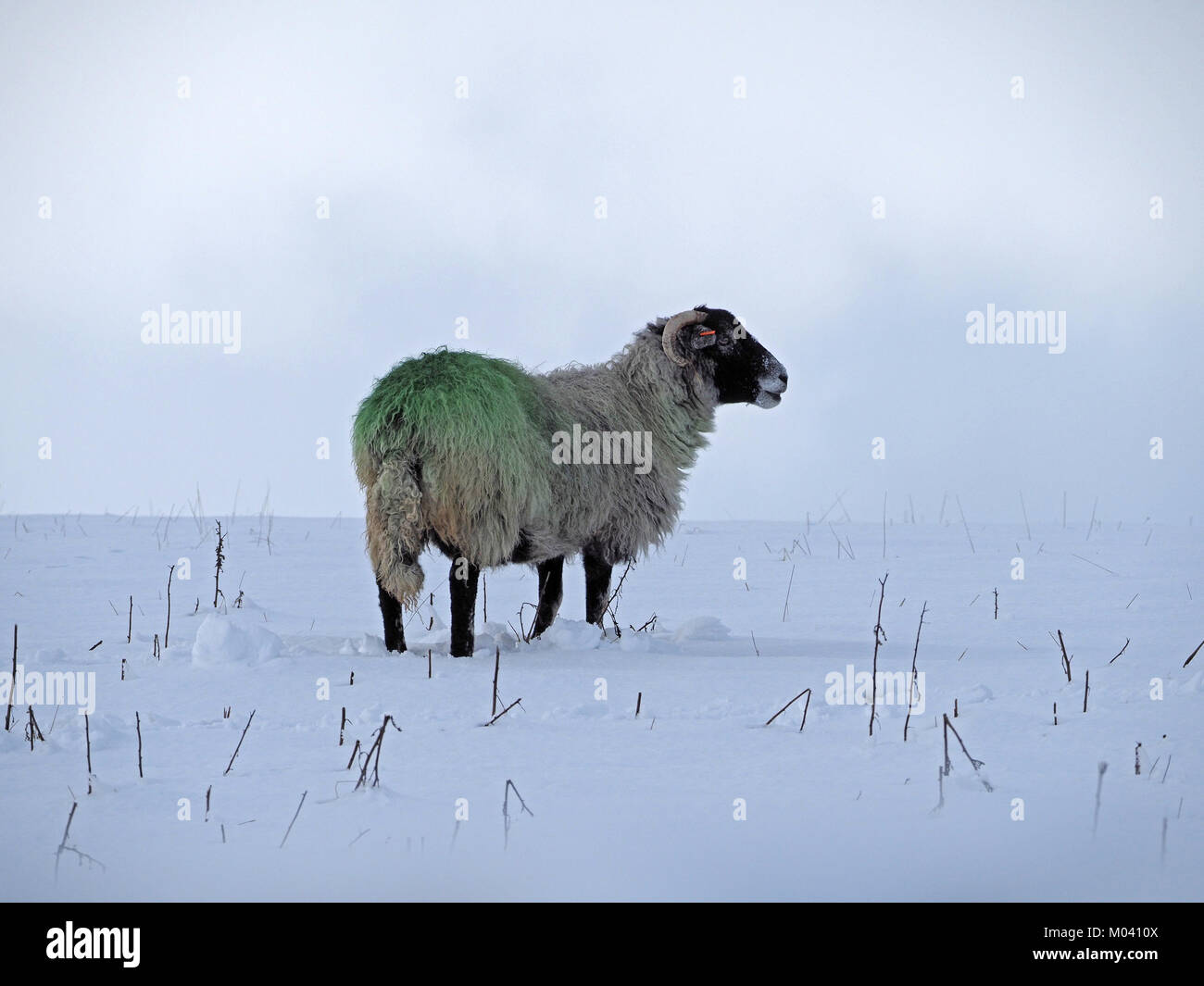 Crosby Ravensworth, Eden Valley, Cumbria, UK. 18th January, 2018. lone sheep struggles to find grazing beneath a blanket of snow in Cumbria Credit: Steve Holroyd/Alamy Live News Stock Photo