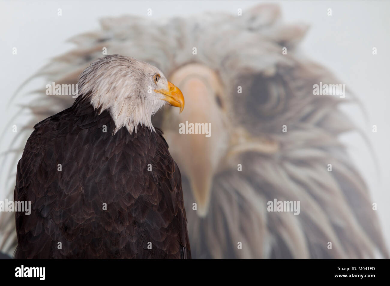 Edinburgh, Scotland. 18th January, 2018. Edinburgh, Scotland, 53rd Wildlife Photographer of the Year Exhibition. National Museum of Scotland display a new exhibition form Friday 19th January to Sunday 29th April 2018. Credit: Pako Mera/Alamy Live News Stock Photo