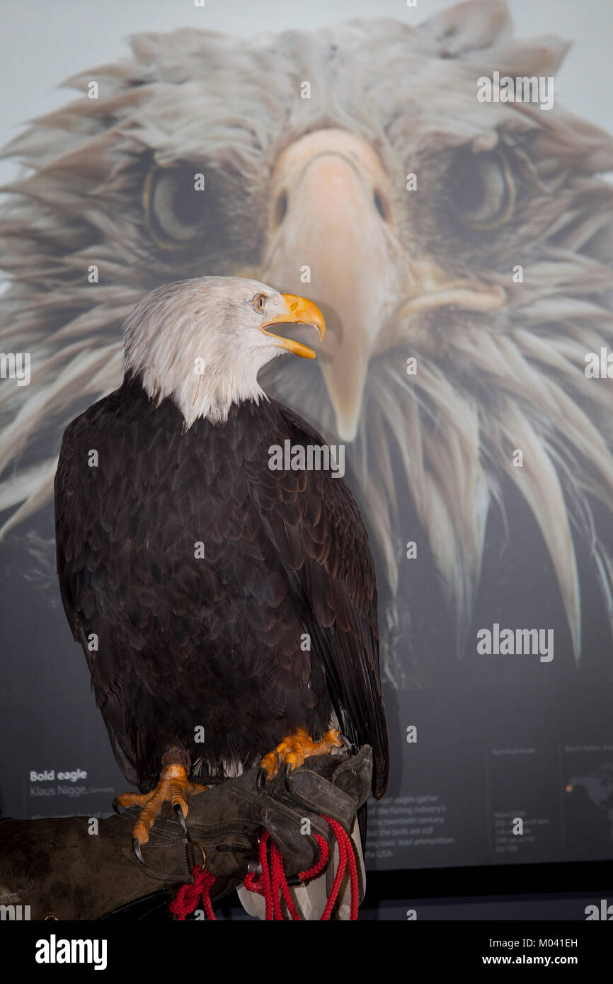 Edinburgh, Scotland. 18th January, 2018. Edinburgh, Scotland, 53rd Wildlife Photographer of the Year Exhibition. National Museum of Scotland display a new exhibition form Friday 19th January to Sunday 29th April 2018. Credit: Pako Mera/Alamy Live News Stock Photo