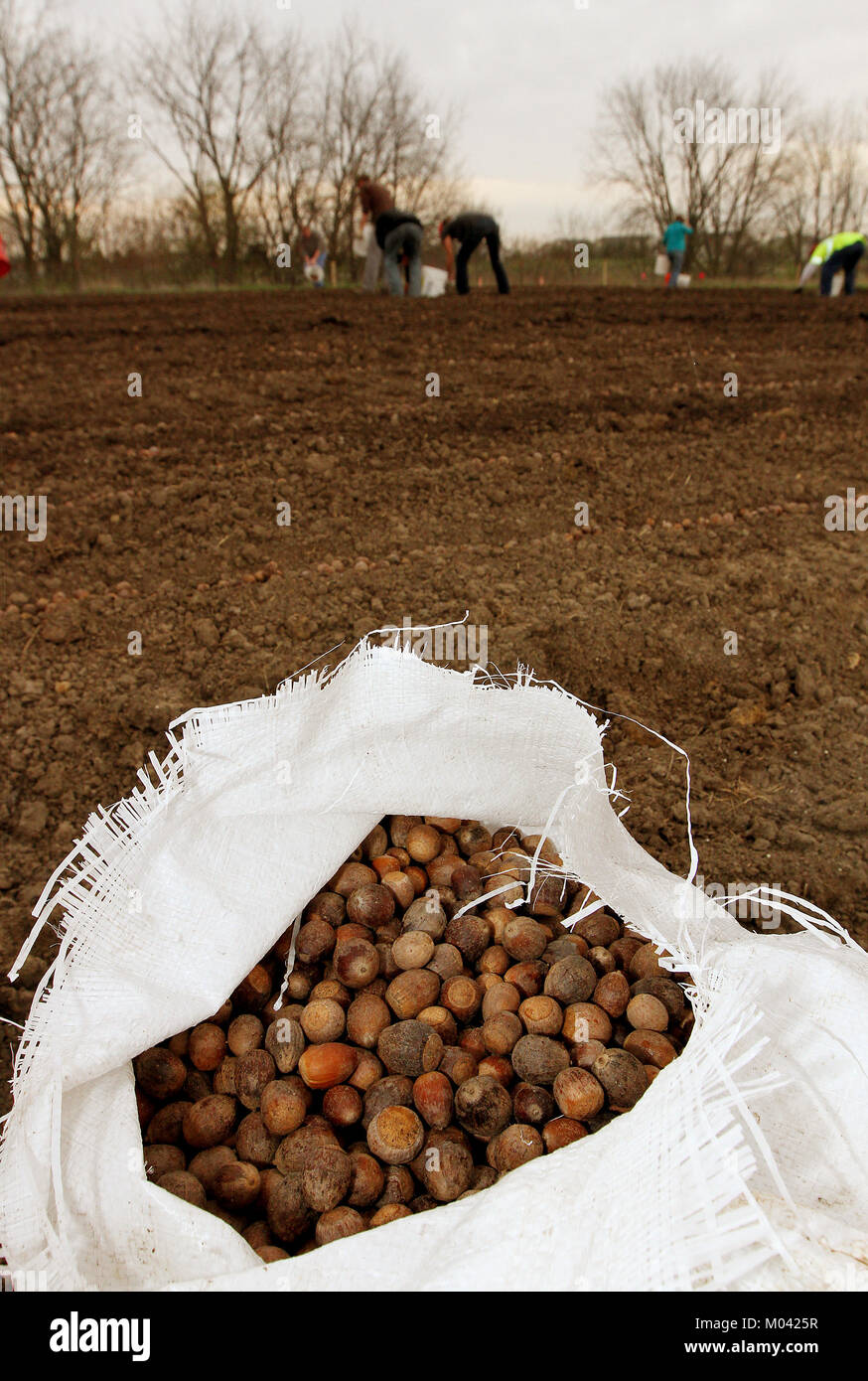 Davenport, Iowa, USA. 7th May, 2014. Some of the 320 thousand acorns that were planted by staff