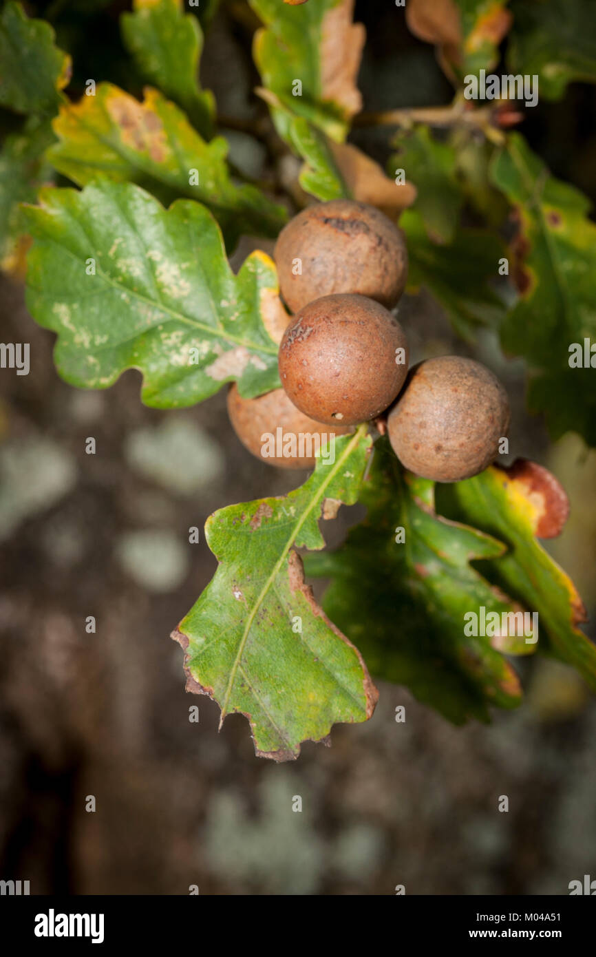gall wasp eggs on oak leaves Stock Photo Alamy